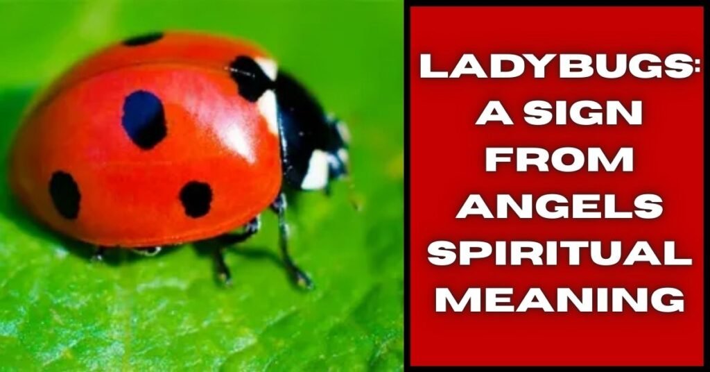 Ladybugs: A Sign from Angels Spiritual Meaning