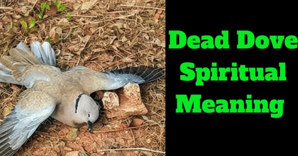 Dead Dove Spiritual Meaning and Symbolism: Exploring the Significance of this Omen in Different Cultures