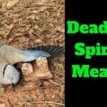Dead Dove Spiritual Meaning and Symbolism: Exploring the Significance of this Omen in Different Cultures