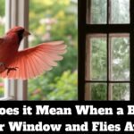 What Does it Mean When a Bird Hits Your Window and Flies Away? What Does it Mean When a Bird Hits Your Window and Flies Away